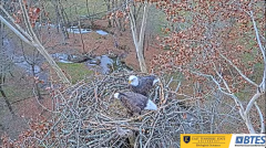 2024-11-27 21_15_57-Bluff City Cam 1_ ETSU_BTES Eagle Camera - YouTube – Maxthon.png