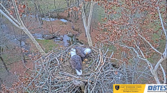 2024-11-27 21_16_11-Bluff City Cam 1_ ETSU_BTES Eagle Camera - YouTube – Maxthon.png