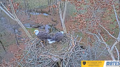 2024-11-27 21_16_17-Bluff City Cam 1_ ETSU_BTES Eagle Camera - YouTube – Maxthon.png