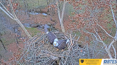 2024-11-27 21_16_31-Bluff City Cam 1_ ETSU_BTES Eagle Camera - YouTube – Maxthon.png