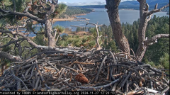 2024-11-27 21_28_59-Big Bear Bald Eagle Live Nest - Cam 1 - YouTube – Maxthon.png