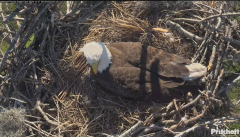 2024-11-27 21_32_25-Southwest Florida Eagle Cam - YouTube – Maxthon.png