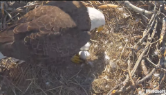 2024-11-27 21_32_44-Southwest Florida Eagle Cam - YouTube – Maxthon.png