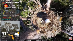 2024-11-27 21_37_02-Central Florida Bald Eagle CAM LIVE #baldeagle #livestream #egglaying #eaglets -.png