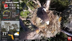 2024-11-27 21_37_28-Central Florida Bald Eagle CAM LIVE #baldeagle #livestream #egglaying #eaglets -.png