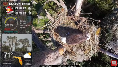 2024-11-27 21_38_00-Central Florida Bald Eagle CAM LIVE #baldeagle #livestream #egglaying #eaglets -.png