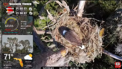 2024-11-27 21_38_10-Central Florida Bald Eagle CAM LIVE #baldeagle #livestream #egglaying #eaglets -.png