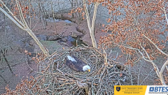 2024-11-30 21_53_06-Bluff City Cam 1_ ETSU_BTES Eagle Camera - YouTube – Maxthon.png