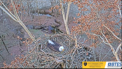 2024-11-30 21_53_17-Bluff City Cam 1_ ETSU_BTES Eagle Camera - YouTube – Maxthon.png