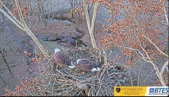 2024-11-30 21_53_33-Bluff City Cam 1_ ETSU_BTES Eagle Camera - YouTube – Maxthon.png