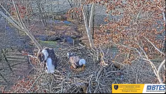 2024-11-30 21_54_34-Bluff City Cam 1_ ETSU_BTES Eagle Camera - YouTube – Maxthon.png
