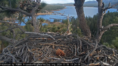 2024-11-30 22_29_45-Big Bear Bald Eagle Live Nest - Cam 1 - YouTube – Maxthon.png