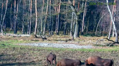 2024-12-01 18_41_36-Żubry Online _ Wisents Online - YouTube – Maxthon.png