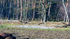 2024-12-01 18_43_03-Żubry Online _ Wisents Online - YouTube – Maxthon.png