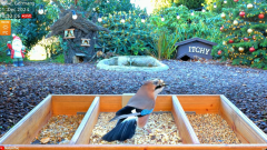 2024-12-01 21_00_04-LIVE 4K 60fps Bird Feeder Cam - Hedgehog & Bird Watching (3D Audio) ASMR HQ - Yo.png