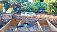 2024-12-01 21_01_21-LIVE 4K 60fps Bird Feeder Cam - Hedgehog & Bird Watching (3D Audio) ASMR HQ - Yo.png