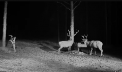 2024-12-01 21_16_33-Hirvekaamera_ (Cervus elaphus) - YouTube – Maxthon.png