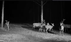 2024-12-01 21_17_07-Hirvekaamera_ (Cervus elaphus) - YouTube – Maxthon.png