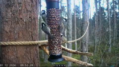 2024-12-01 21_37_31-Live bird feeders & nest boxes _ RSPB Loch Garten - YouTube – Maxthon.png