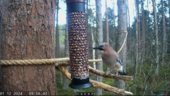 2024-12-01 21_37_46-Live bird feeders & nest boxes _ RSPB Loch Garten - YouTube – Maxthon.png