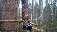 2024-12-01 21_38_08-Live bird feeders & nest boxes _ RSPB Loch Garten - YouTube – Maxthon.png