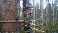 2024-12-01 21_38_40-Live bird feeders & nest boxes _ RSPB Loch Garten - YouTube – Maxthon.png