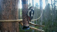 2024-12-01 21_39_19-Live bird feeders & nest boxes _ RSPB Loch Garten - YouTube – Maxthon.png