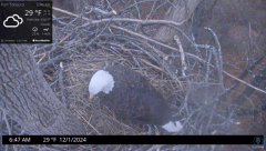 2024-12-01 22_24_42-Port Tobacco Eagle Cam - YouTube – Maxthon.png