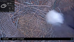 2024-12-01 22_25_56-Port Tobacco Eagle Cam - YouTube – Maxthon.png