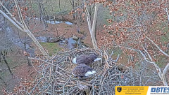 2024-12-01 22_29_10-Bluff City Cam 1_ ETSU_BTES Eagle Camera - YouTube – Maxthon.png
