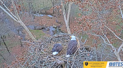 2024-12-01 22_30_05-Bluff City Cam 1_ ETSU_BTES Eagle Camera - YouTube – Maxthon.png