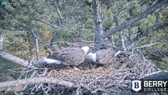2024-12-01 22_35_58-Berry College Eagle Cams - 2024 – Maxthon.png