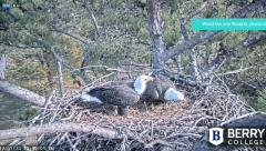 2024-12-01 22_36_17-Berry College Eagle Cams - 2024 – Maxthon.png