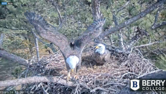 2024-12-01 22_36_32-Berry College Eagle Cams - 2024 – Maxthon.png