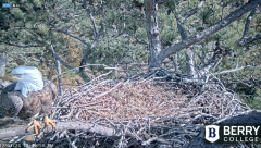 2024-12-01 22_37_02-Berry College Eagle Cams - 2024 – Maxthon.png