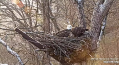 2024-12-03 21_56_28-Decorah Eagles - North Nest - 4k powered by EXPLORE.org - YouTube – Maxthon.png