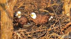 2024-12-03 21_56_35-Decorah Eagles - North Nest - 4k powered by EXPLORE.org - YouTube – Maxthon.png