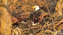 2024-12-03 21_56_44-Decorah Eagles - North Nest - 4k powered by EXPLORE.org - YouTube – Maxthon.png