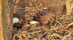 2024-12-03 21_57_06-Decorah Eagles - North Nest - 4k powered by EXPLORE.org - YouTube – Maxthon.png
