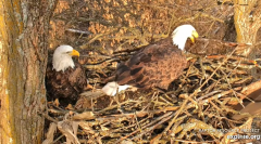 2024-12-03 21_57_43-Decorah Eagles - North Nest - 4k powered by EXPLORE.org - YouTube – Maxthon.png