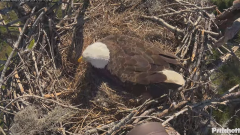2024-12-03 22_26_19-Southwest Florida Eagle Cam - YouTube – Maxthon.png