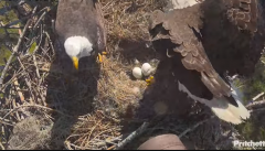 2024-12-03 22_26_38-Southwest Florida Eagle Cam - YouTube – Maxthon.png
