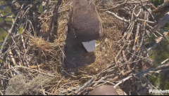 2024-12-03 22_26_49-Southwest Florida Eagle Cam - YouTube – Maxthon.png