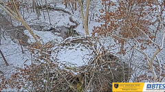 2024-12-03 22_32_19-(1) Bluff City Cam 1_ ETSU_BTES Eagle Camera - YouTube – Maxthon.png