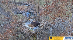 2024-12-03 22_33_11-(1) Bluff City Cam 1_ ETSU_BTES Eagle Camera - YouTube – Maxthon.png