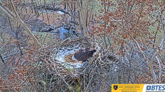 2024-12-03 22_33_45-(1) Bluff City Cam 1_ ETSU_BTES Eagle Camera - YouTube – Maxthon.png