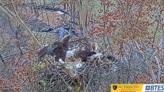 2024-12-03 22_33_48-(1) Bluff City Cam 1_ ETSU_BTES Eagle Camera - YouTube – Maxthon.png