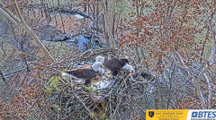 2024-12-03 22_33_53-(1) Bluff City Cam 1_ ETSU_BTES Eagle Camera - YouTube – Maxthon.png
