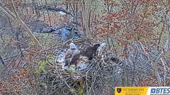 2024-12-03 22_34_00-(1) Bluff City Cam 1_ ETSU_BTES Eagle Camera - YouTube – Maxthon.png