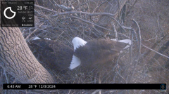 2024-12-03 22_40_40-Port Tobacco Eagle Cam - YouTube – Maxthon.png